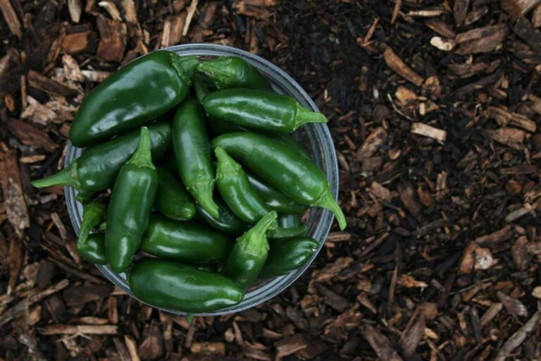Are You an Organic Vegetable?